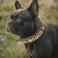 Personalized Leather Dog Collar